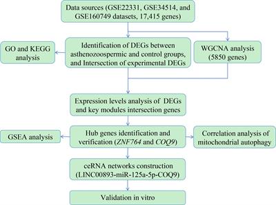 Identification of potential biomarkers and pathways for asthenozoospermia by bioinformatics analysis and experiments